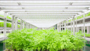 Kolmar BNH smart farm (Photo Kolmar BNH)