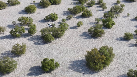 Nabat, New Abu Dhabi Climate Tech Venture, to use AI and Robotics to Restore Mangroves and Boost Climate Resilience (Photo AETOSWire)